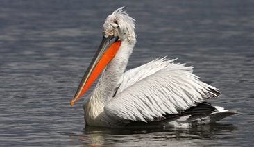 The pelican at the Persina island, Danube, is the winning project of Moto-Pfohe Conservation Environmental Grants