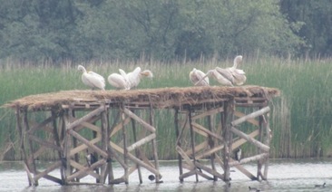 Проектът „Спасяването на пеликана” на Природен парк „Персина” е националният победител за 2011 г. в Дарителската програма на Мото-Пфое за опазване на природното и културно наследство