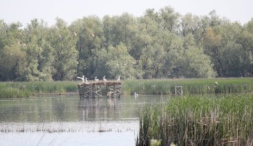Проектът „Спасяването на пеликана” на Природен парк „Персина” е националният победител за 2011 г. в Дарителската програма на Мото-Пфое за опазване на природното и културно наследство